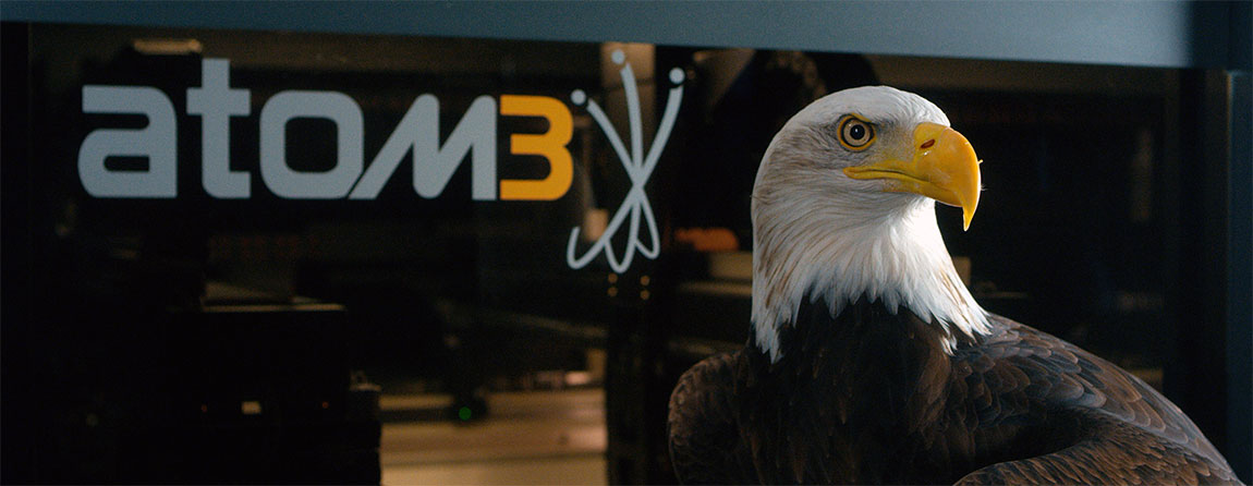 Bald eagle